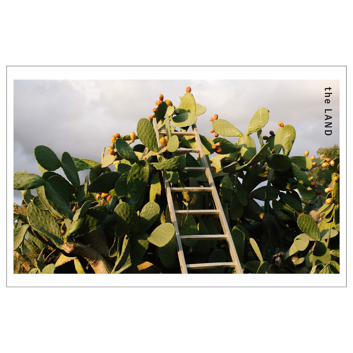 Aegean: Recipes From The Mountains To The Sea