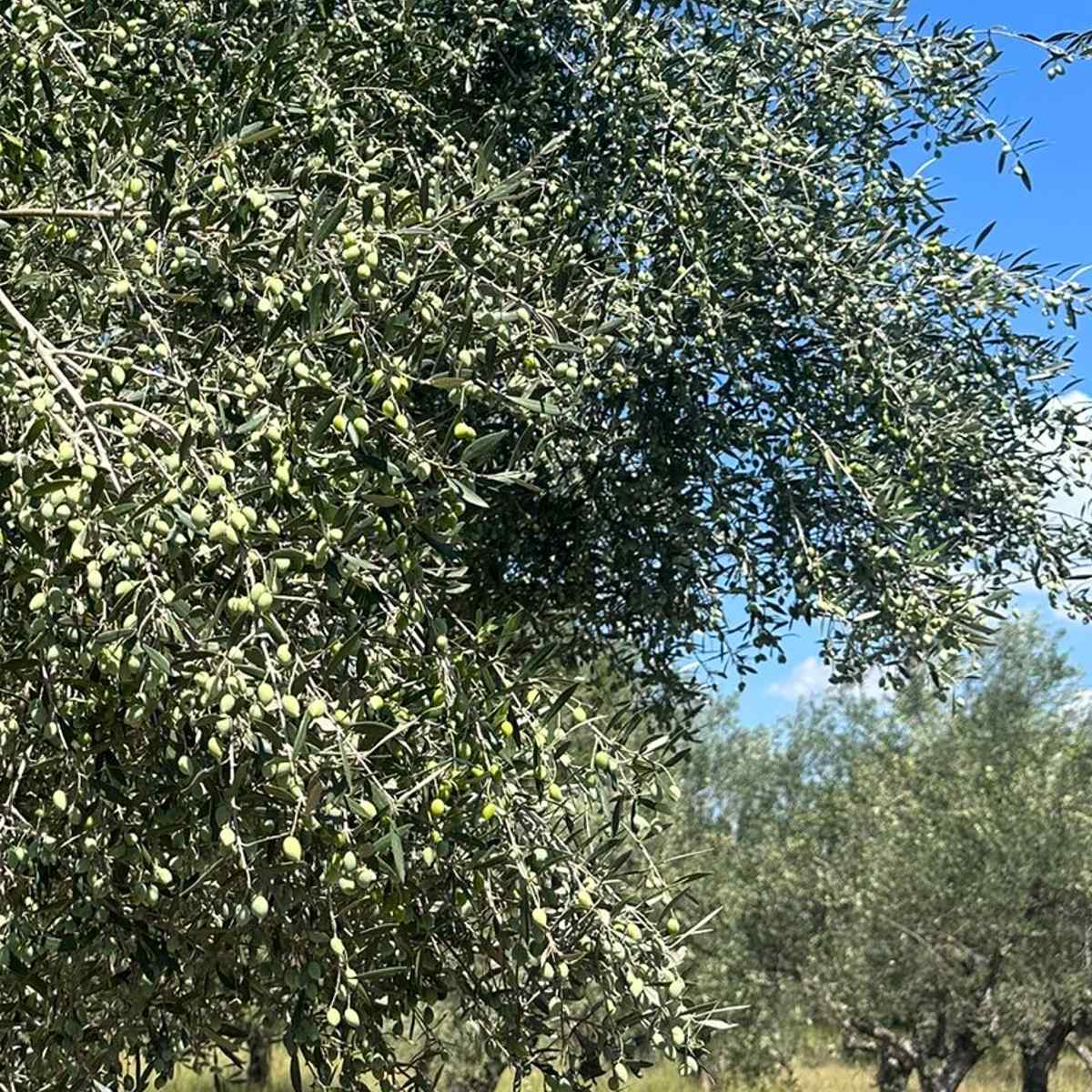 Zoubaki Extra Virgin Olive OIl