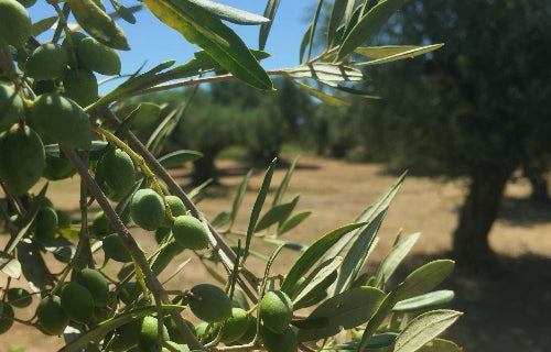 Zoubaki Olive Grove