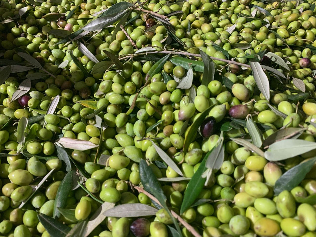 Olives from Greece