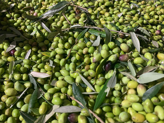 Olives from Greece