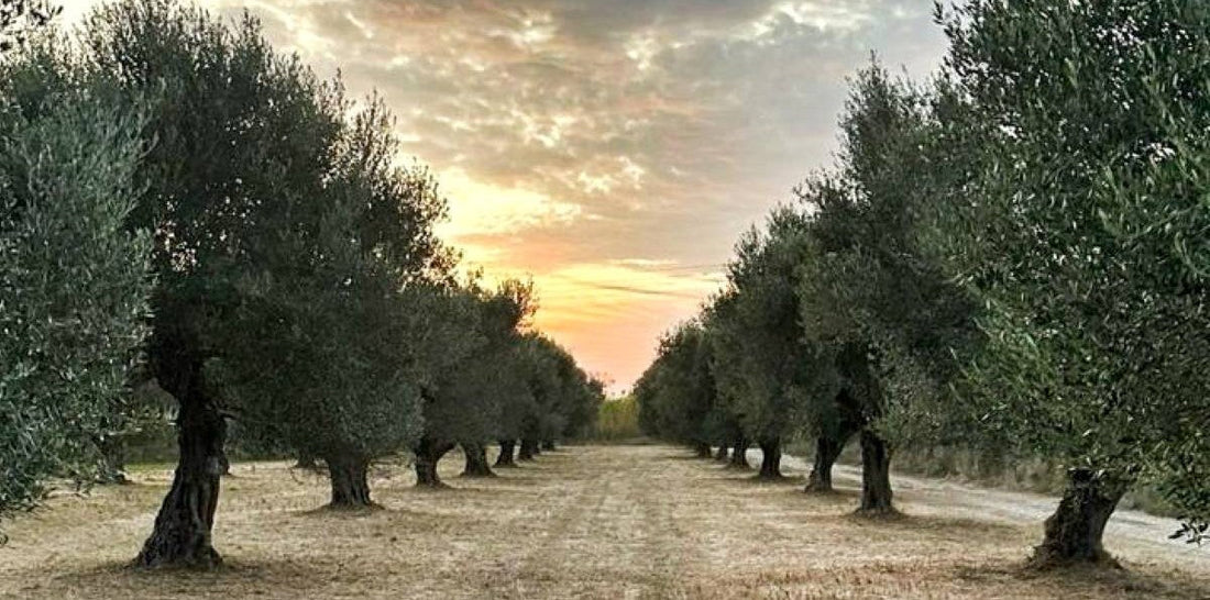 Zoubaki Extra Virgin Olive oIl Grove