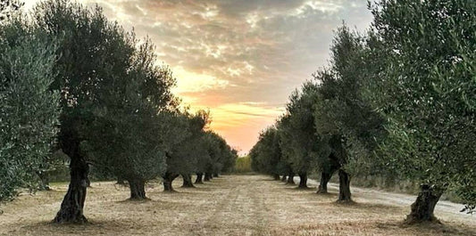 Zoubaki Extra Virgin Olive oIl Grove